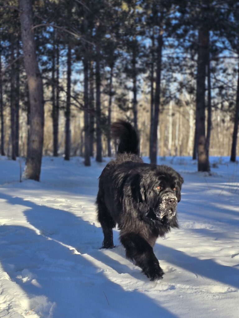 Large male black Newfoundland Dog walking in snow