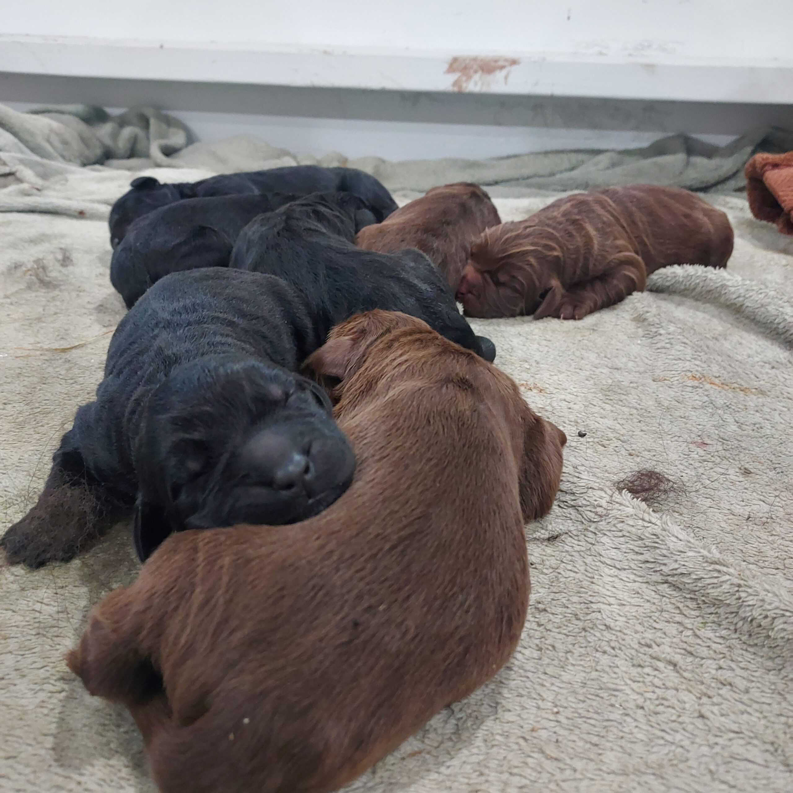 Train Your Newfoundland Puppy