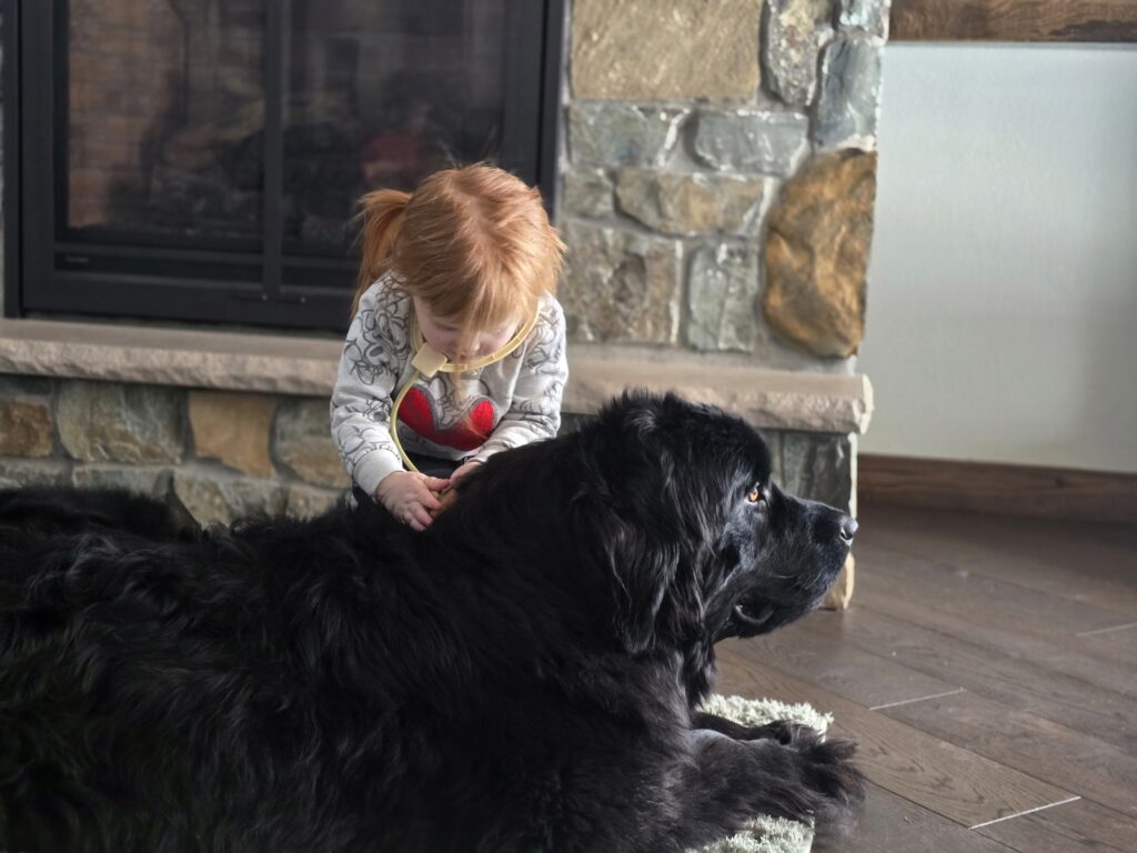 Child playing with Newfoundland Dog